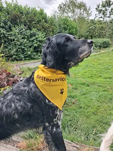 ImprintNow.co.uk - Cotton Bandanas