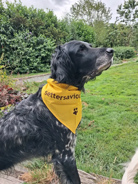 ImprintNow.co.uk - Cotton Bandanas