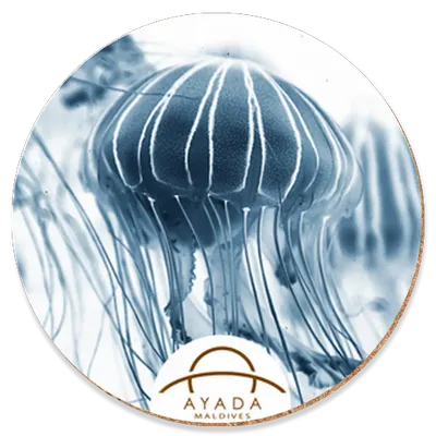 Round - Imprint Now - UK