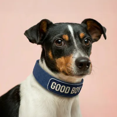 Pet Harness - Imprint Now - UK