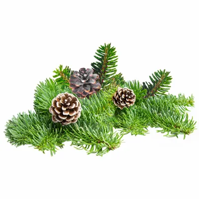 Pine - Imprint Now - UK