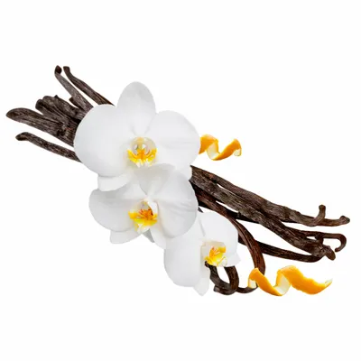 Vanilla - Imprint Now - UK