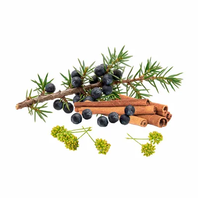 Juniper Berry - Imprint Now - UK