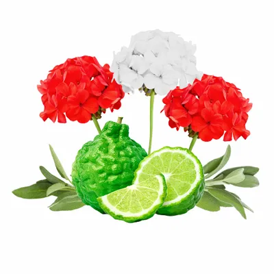 Cedar & Geranium - Imprint Now - UK
