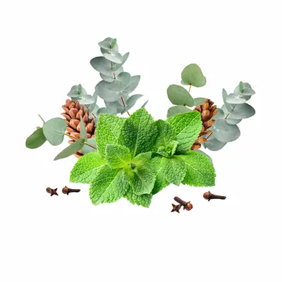 Eucalyptus & Mint - Imprint Now - UK